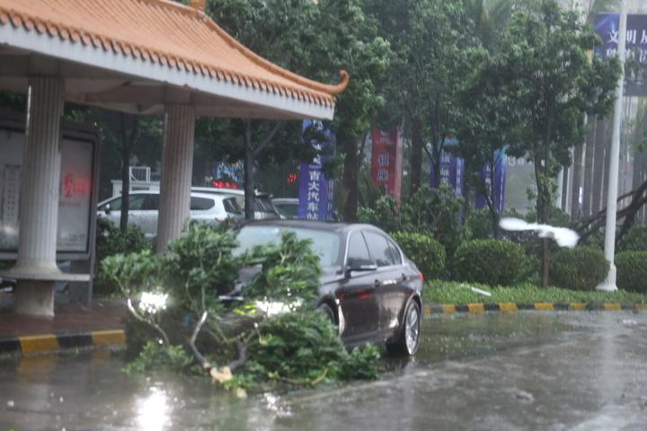 台风天鸽最新消息广东，影响与应对措施