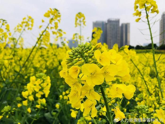 连翘最新收购价格及其影响因素分析